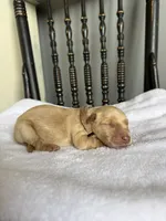 River, a male Golden Retriever for sale in Benton, IL – 4 of 5