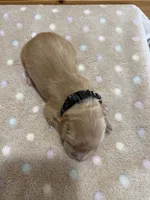 Elvis, a male Golden Retriever for sale in Benton, IL – 5 of 5