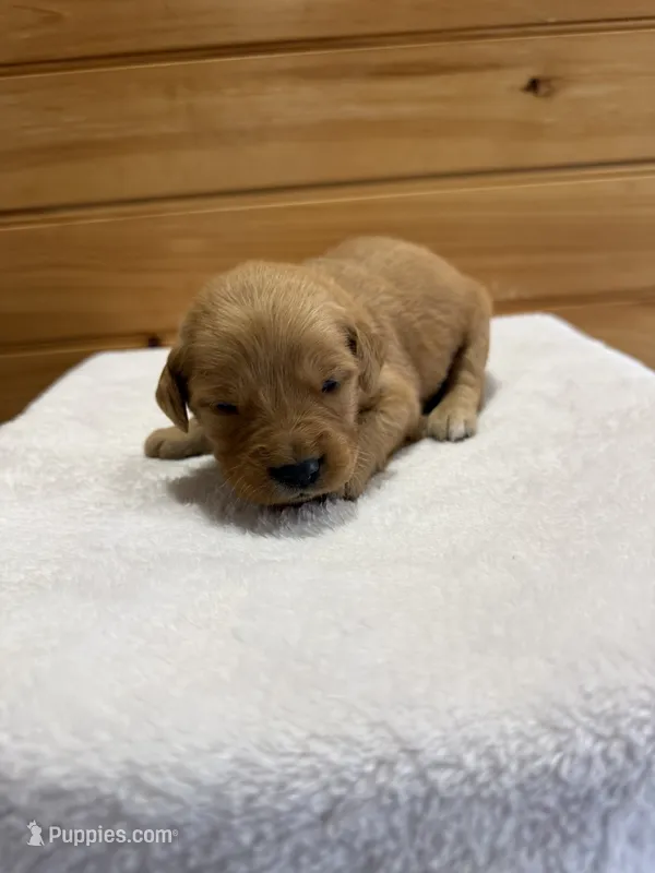 Mabel – Golden Retriever puppy for sale in Benton, IL