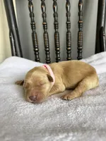 Honey, a female Golden Retriever for sale in Benton, IL – 5 of 5