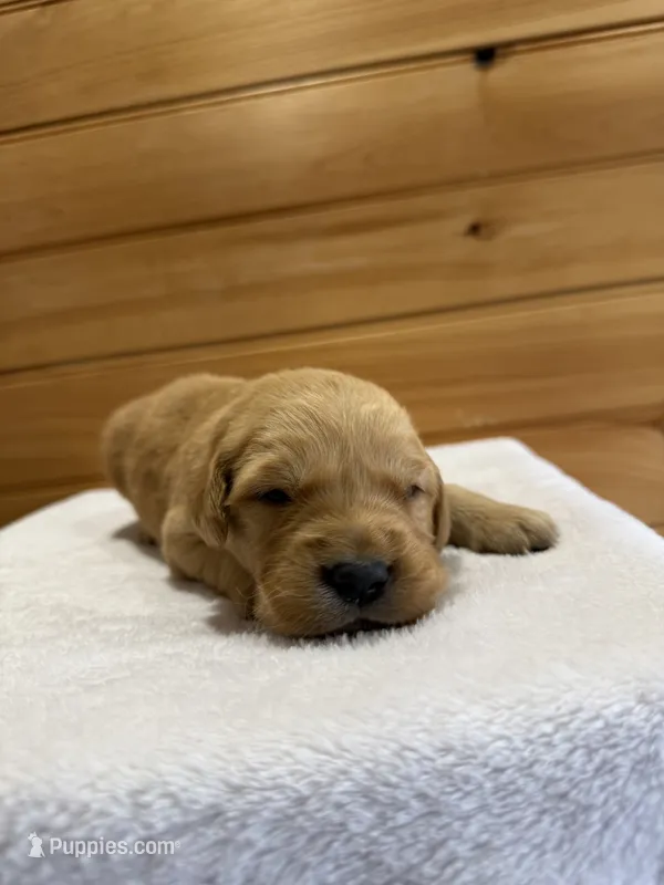Pebbles – Golden Retriever puppy for sale in Benton, IL