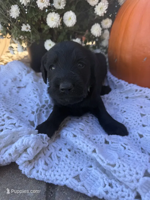 Jasper – Labradoodle puppy for sale in Benton, IL