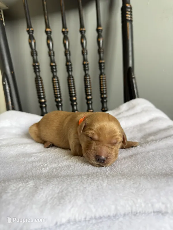 Izzy – Golden Retriever puppy for sale in Benton, IL