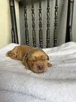 Biscuit, a male Golden Retriever for sale in Benton, IL – 1 of 5