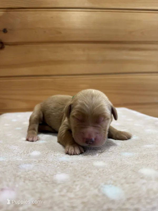 Nelson – Golden Retriever puppy for sale in Benton, IL
