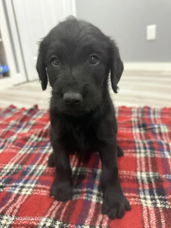 Jasper – Labradoodle puppy for sale in Benton, IL