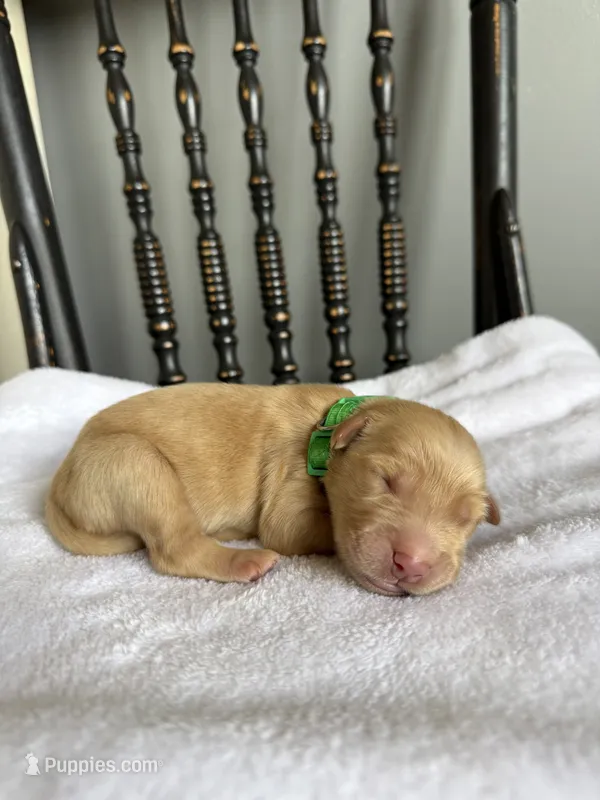 Roscoe – Golden Retriever puppy for sale in Benton, IL