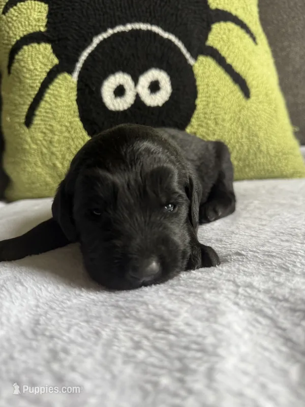 Finn – Labradoodle puppy for sale in Benton, IL