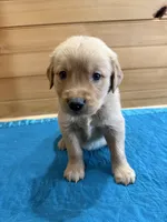 Chase, a male Golden Retriever for sale in Benton, IL – Photo 2 of 4