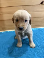 Chase, a male Golden Retriever for sale in Benton, IL – Photo 1 of 4