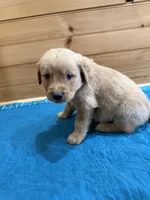 Chase, a male Golden Retriever for sale in Benton, IL – Photo 3 of 4