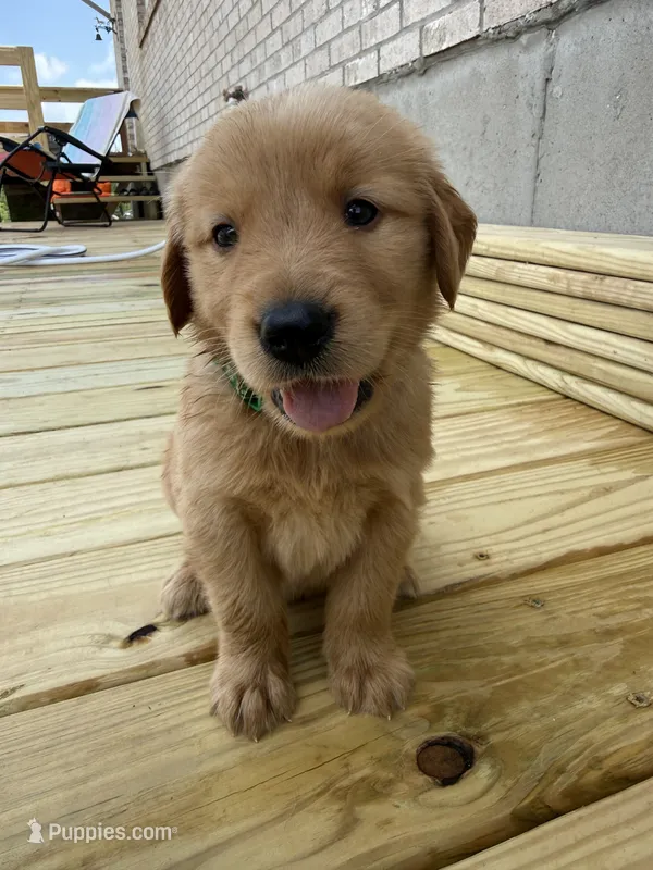 Nelson – Golden Retriever puppy for sale in Benton, IL