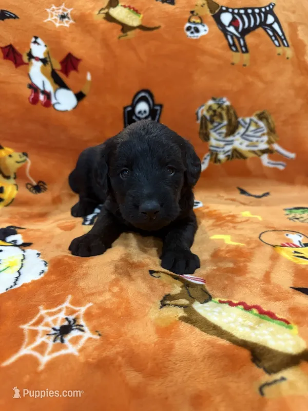 Pepper – Labradoodle puppy for sale in Benton, IL