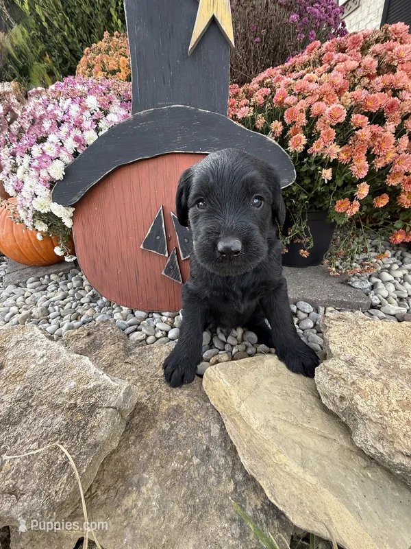 Jet – Labradoodle puppy for sale in Benton, IL