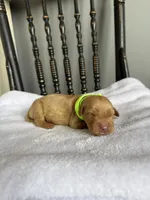 Shadow, a male Golden Retriever for sale in Benton, IL – 5 of 6