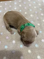 Nelson, a male Golden Retriever for sale in Benton, IL – 5 of 5