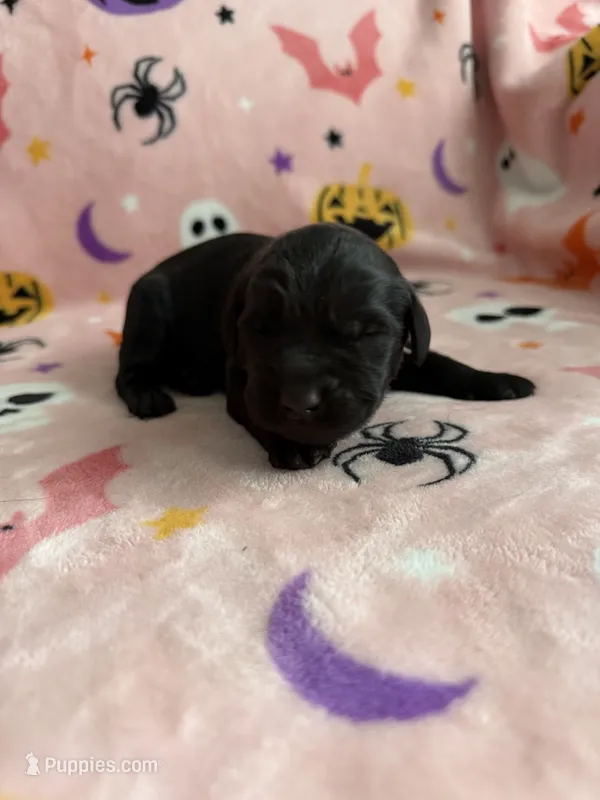 Finn – Labradoodle puppy for sale in Benton, IL