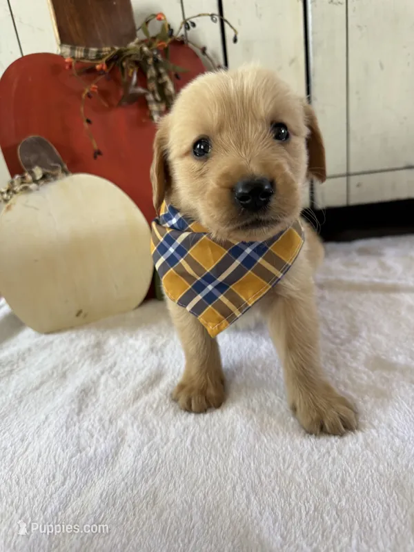 Bo – Golden Retriever puppy for sale in Benton, IL