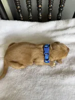 Biscuit, a male Golden Retriever for sale in Benton, IL – 4 of 5