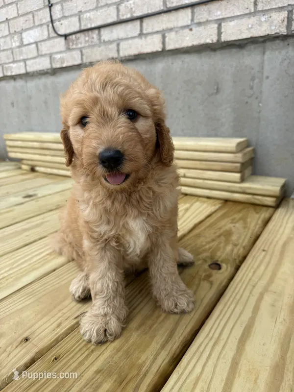 Honey – Goldendoodle puppy for sale in Benton, IL