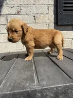 Marley, a female Golden Retriever for sale in Benton, IL – 3 of 4