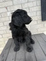 Violet , a female Labradoodle for sale in Benton, IL – 3 of 5