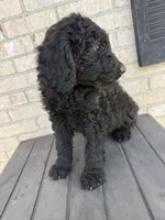 Remi, a female Labradoodle for sale in Benton, IL – 3 of 4