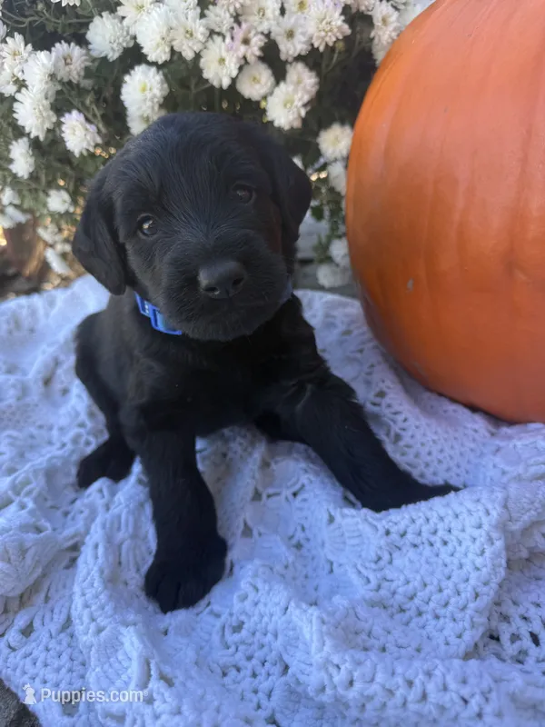 Duke – Labradoodle puppy for sale in Benton, IL