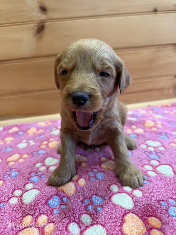 Bandit – Labradoodle puppy for sale in Benton, IL