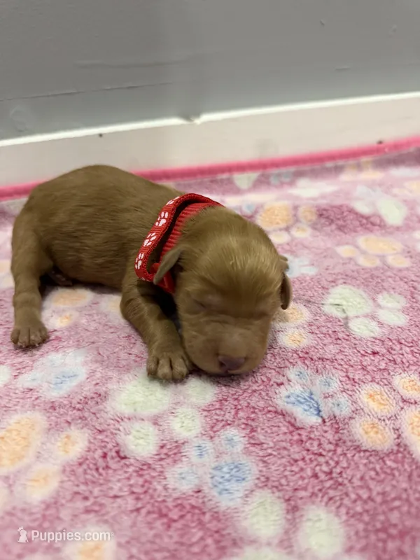 Bandit – Labradoodle puppy for sale in Benton, IL