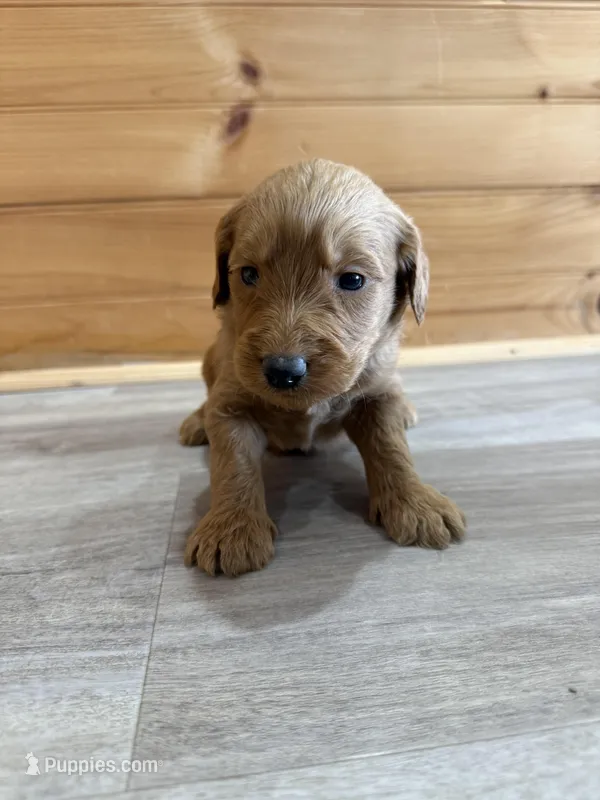 Bandit – Labradoodle puppy for sale in Benton, IL