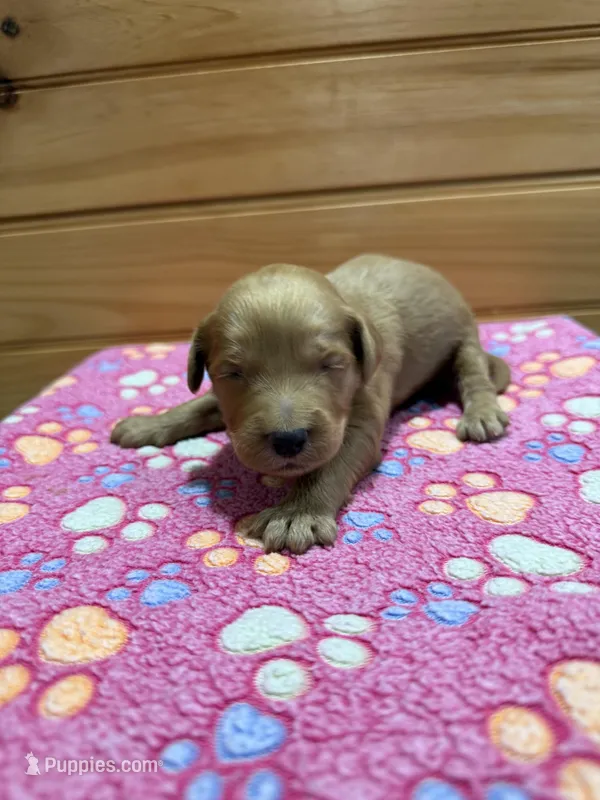 Bandit – Labradoodle puppy for sale in Benton, IL