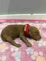 Bandit, a male Labradoodle for sale in Benton, IL – Photo 2 of 4