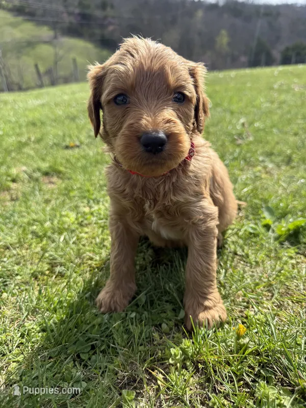 Bandit – Labradoodle puppy for sale in Benton, IL