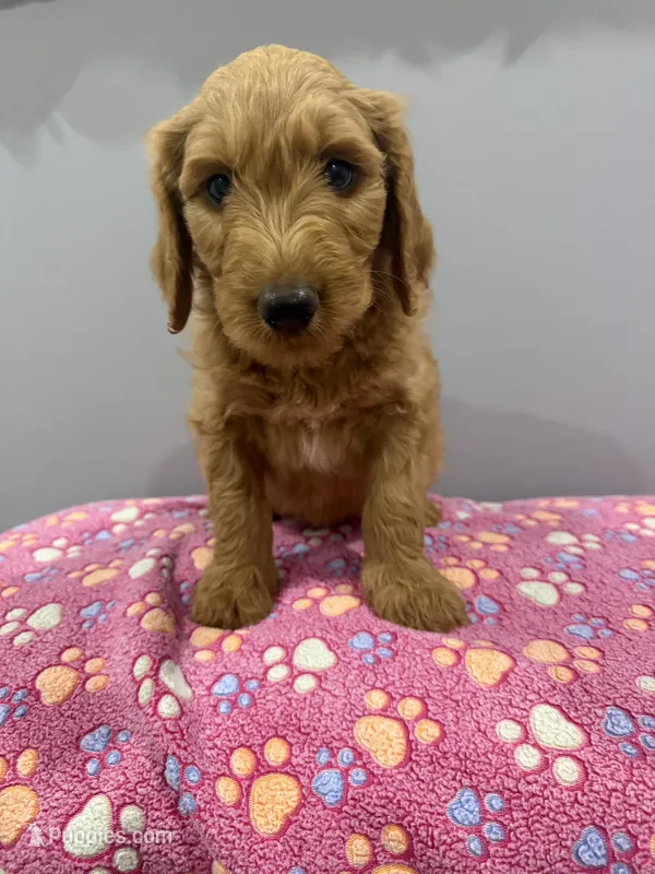 Bandit – Labradoodle puppy for sale in Benton, IL