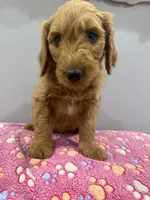 Bandit, a male Labradoodle for sale in Benton, IL – Photo 2 of 4