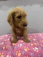 Bandit, a male Labradoodle for sale in Benton, IL – Photo 4 of 4