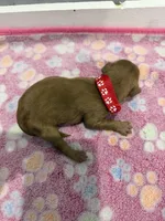 Bandit, a male Labradoodle for sale in Benton, IL – Photo 3 of 4