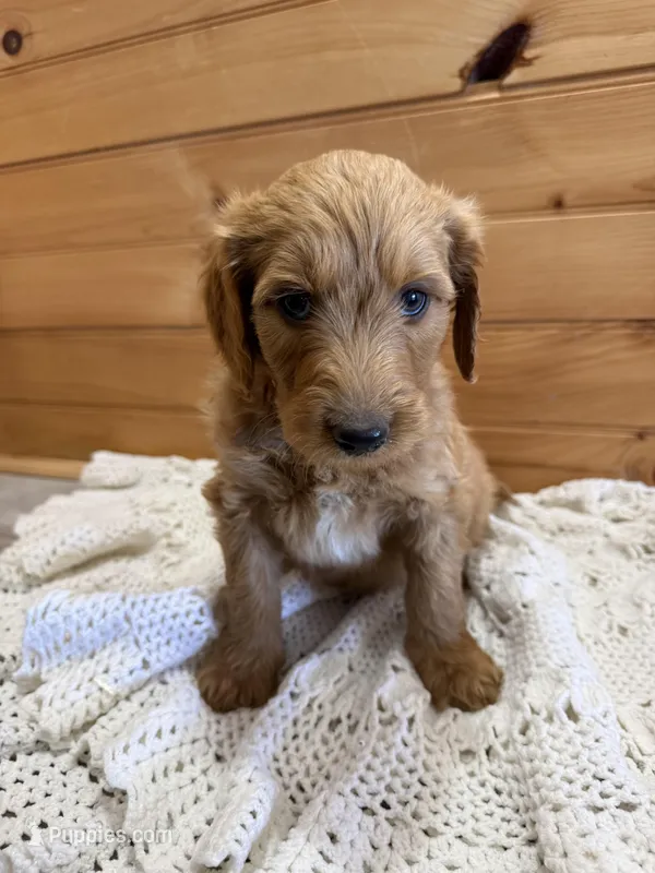 Bandit – Labradoodle puppy for sale in Benton, IL