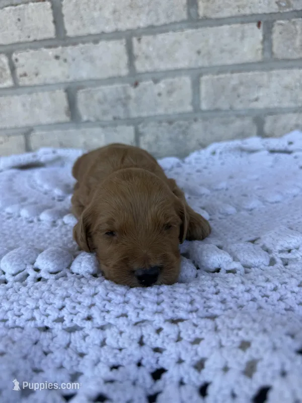 Bandit – Labradoodle puppy for sale in Benton, IL