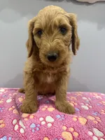 Bandit, a male Labradoodle for sale in Benton, IL – Photo 3 of 4