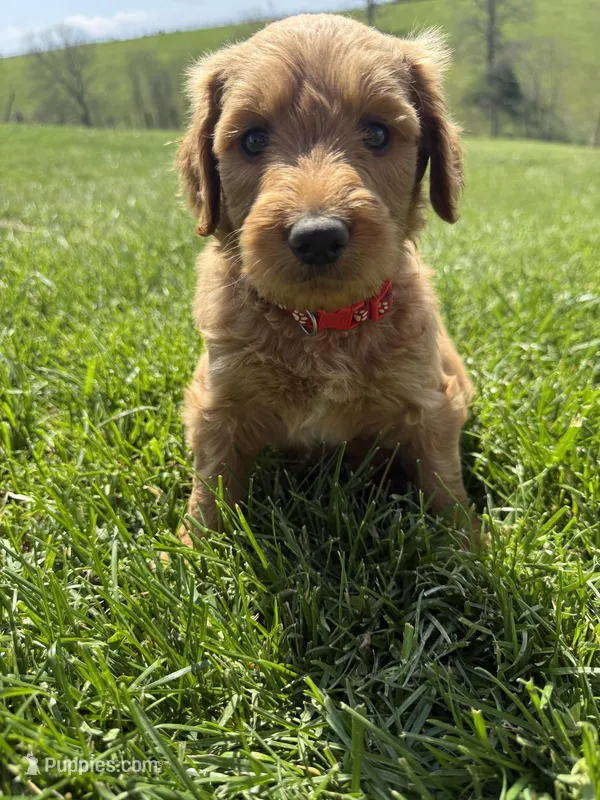 Bandit – Labradoodle puppy for sale in Benton, IL