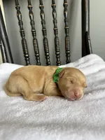 Roscoe, a male Golden Retriever for sale in Benton, IL – 4 of 5