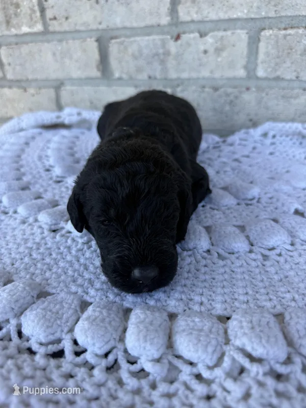 Buddy – Labradoodle puppy for sale in Benton, IL