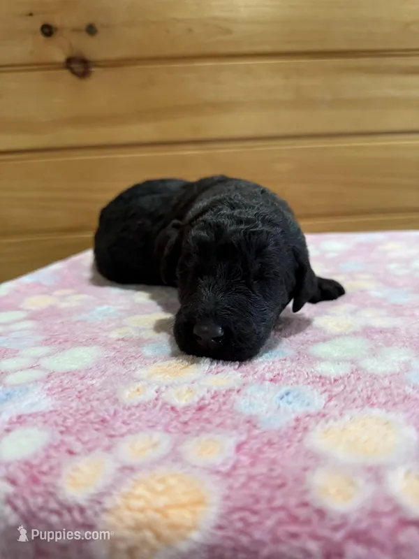 Buddy – Labradoodle puppy for sale in Benton, IL