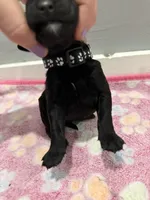 Buddy, a male Labradoodle for sale in Benton, IL – Photo 3 of 4