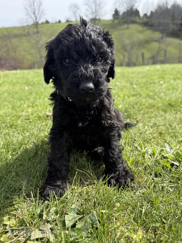 Buddy – Labradoodle puppy for sale in Benton, IL