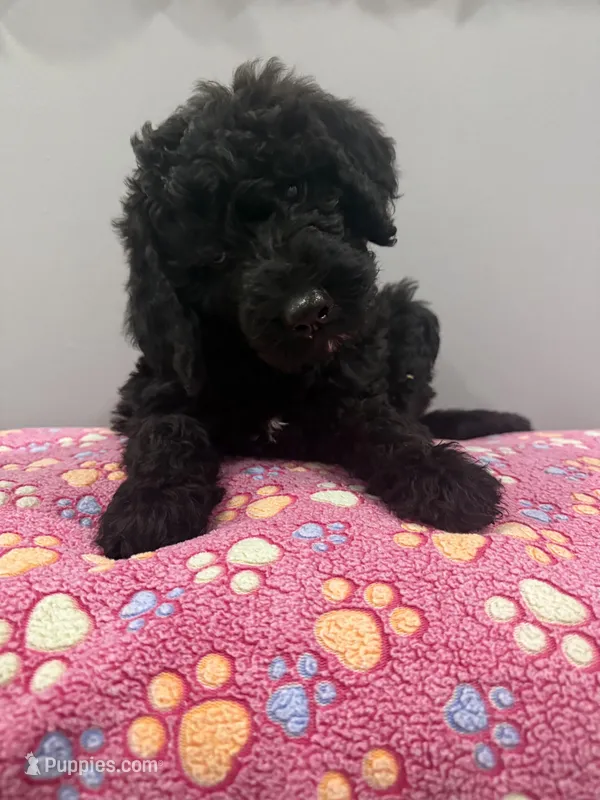 Buddy – Labradoodle puppy for sale in Benton, IL