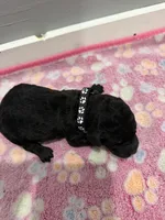 Buddy, a male Labradoodle for sale in Benton, IL – Photo 4 of 4