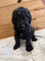Buddy, a male Labradoodle for sale in Benton, IL – Photo 1 of 5